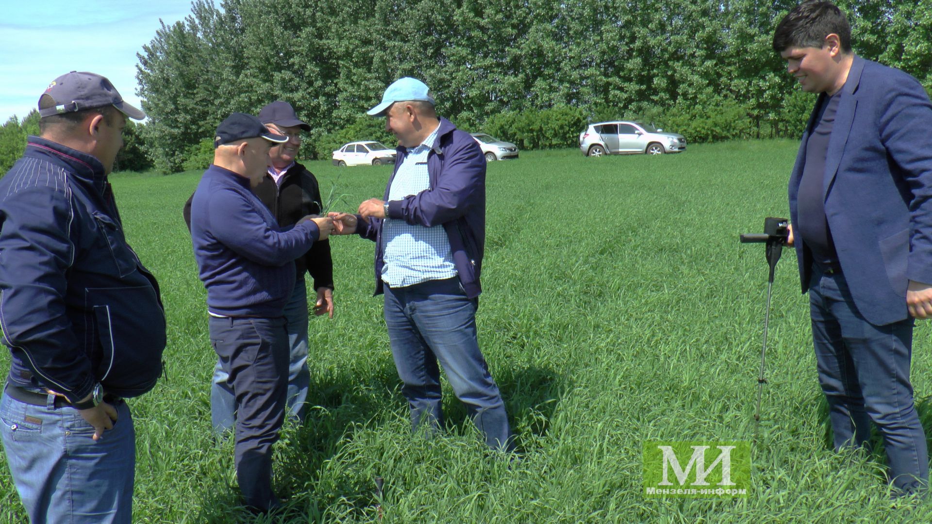 Мензелинские поля обещают хороший урожай, но вредители не спят