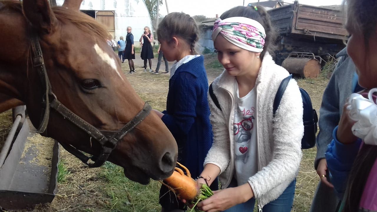 Госконюшня стала излюбленным местом мензелинцев