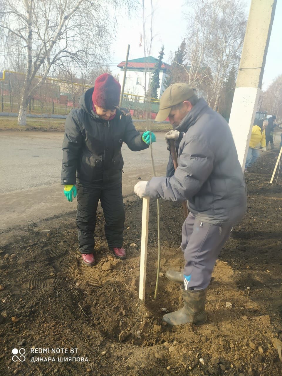 В Мензелинске посадили рябины