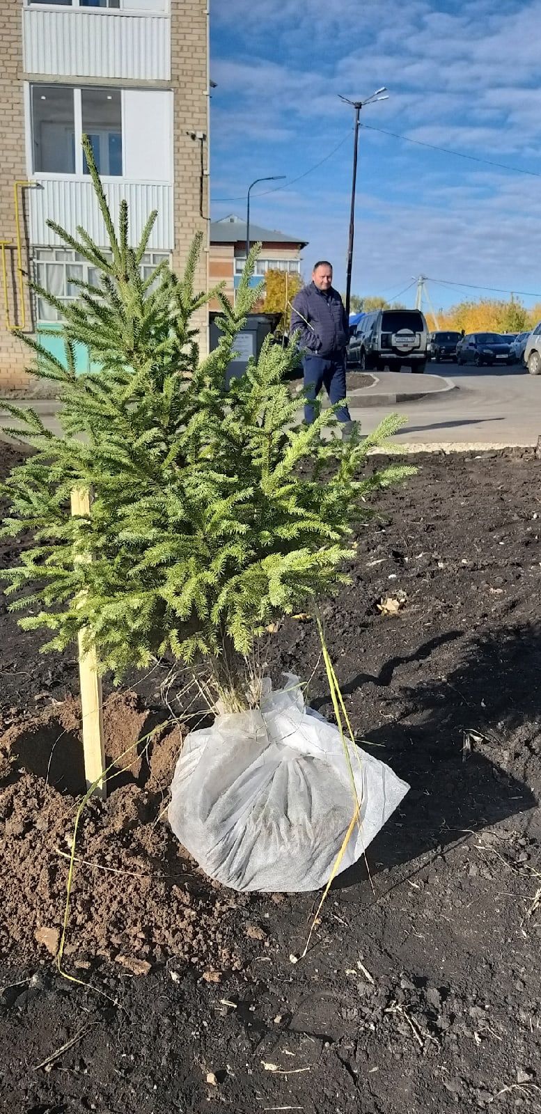 В Мензелинске возле многоквартирных домов посадили деревья