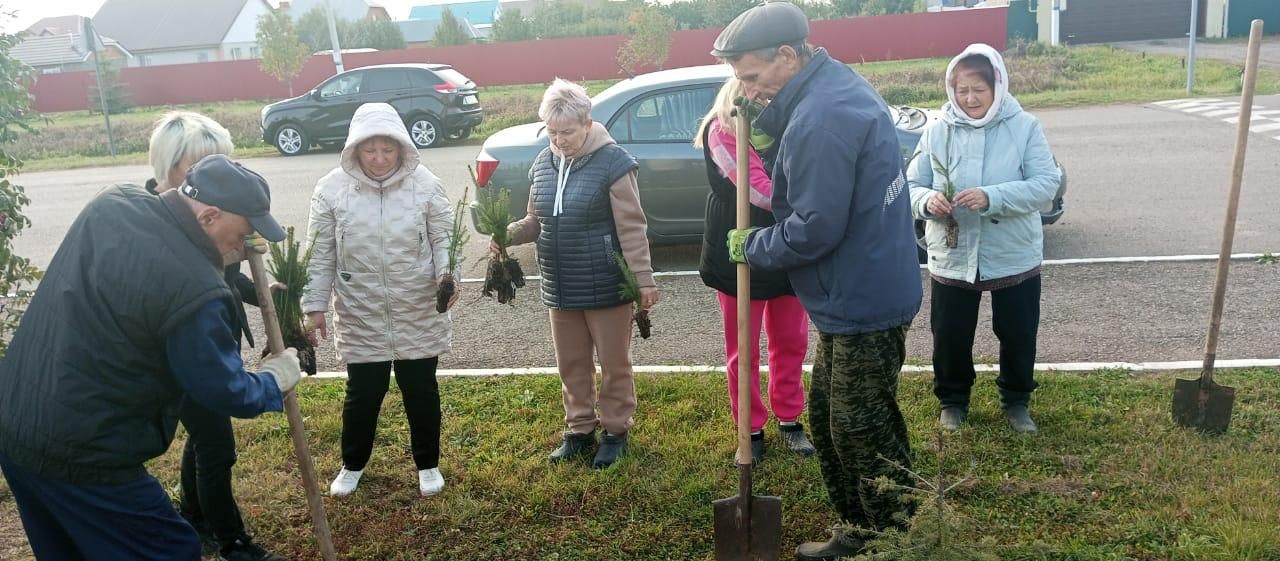 На прилегающей территории детского сада "Шатлык" посадили 80 саженцев елок и сосен