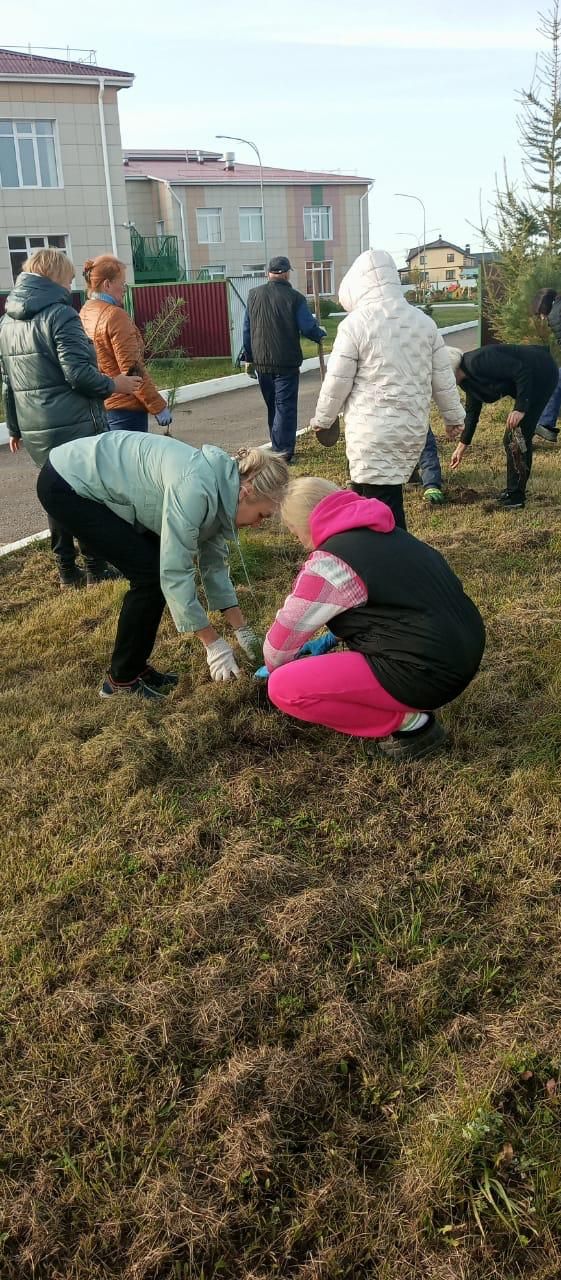 На прилегающей территории детского сада "Шатлык" посадили 80 саженцев елок и сосен