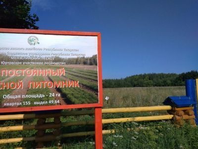 В питомнике лесхоза что растет?