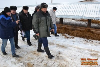 Будет теленок, будет и молоко: обзор сферы животноводства Мензелинского района