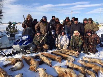 В Мензелинском районе наблюдается бурный рост популяции лис