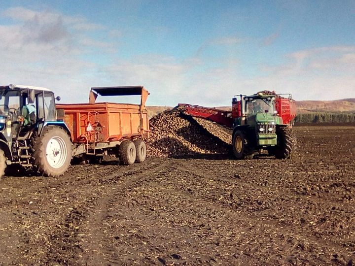 На полях Мушуги рекордный урожай свеклы