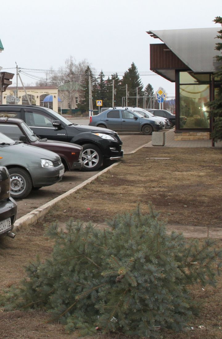 Неизвестные завалили голубую ель в Мензелинск