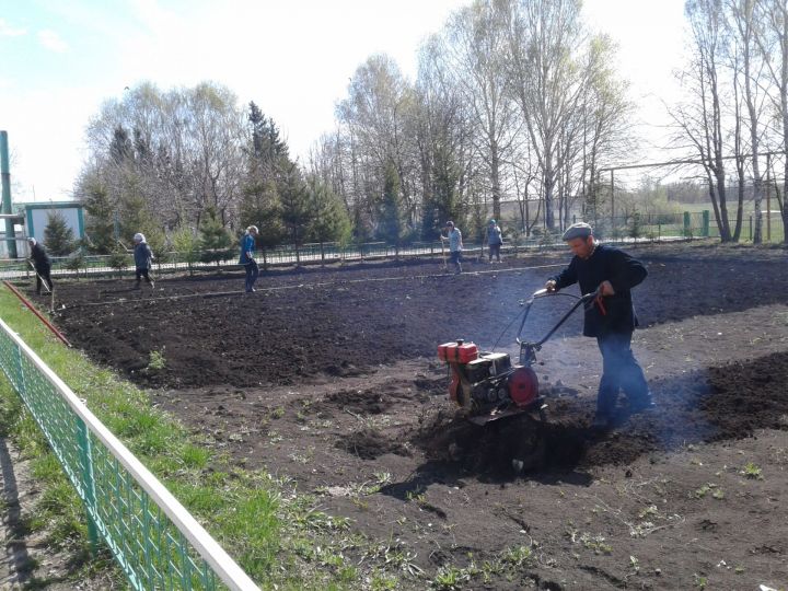 На пришкольном участке Аюской школы весенне-полевые работы идут активно,ведь весенний день-год кормит