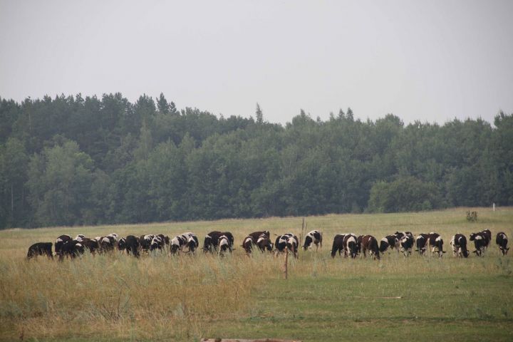 Производство молока в Мензелинском районе повысилось на 4%