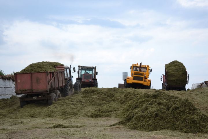 В Мензелинском районе на 1 условную голову скота заготовили 12,7 ц кормов