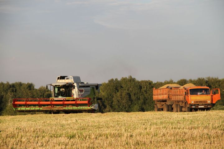 С полей Мензелинского района на данный момент собрано 5172 тонн хлеба