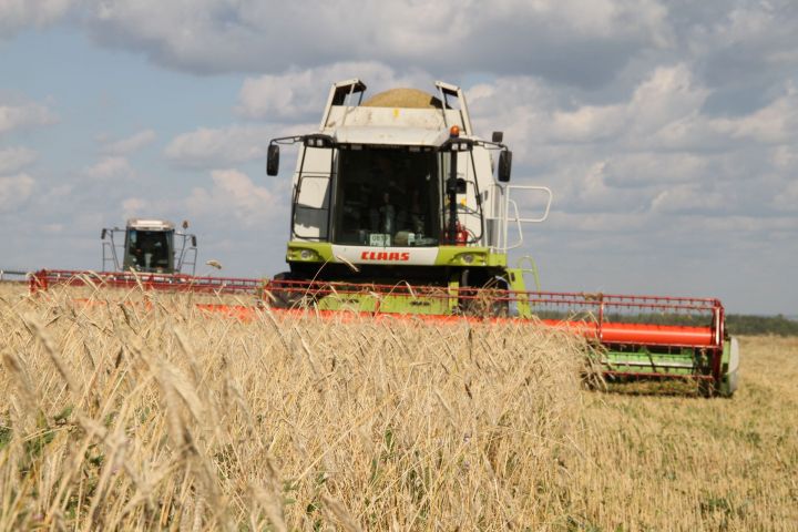 В Мензелинском районе в валки уложено 6654 га  хлеба