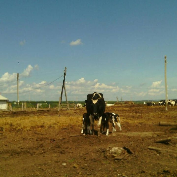 В Мензелинском районе корова родила тройню