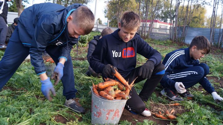 Ученики СОШ №2 Мензелинска собрали богатый урожай