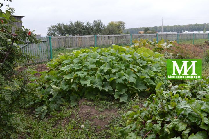 Почему не стоит полоть сорняки на грядках, лучше оставляйте их