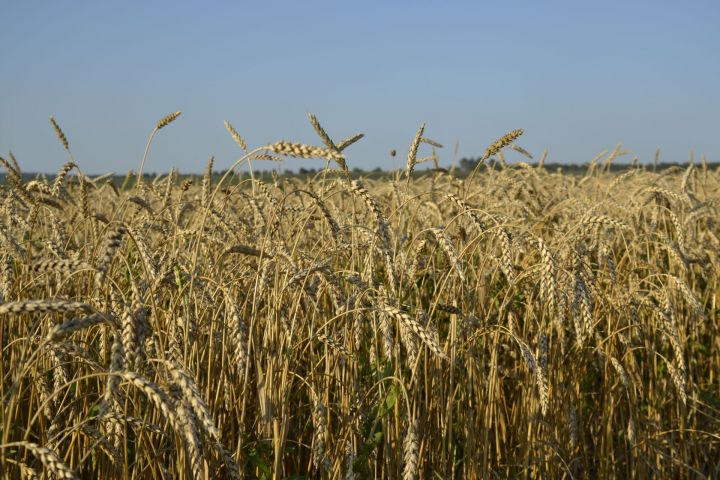 Организовано Мензелинское отделение агрофирмы “Август –Муслюмово”