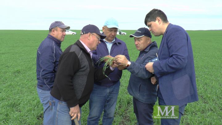 Мензелинские поля обещают хороший урожай, но вредители не спят