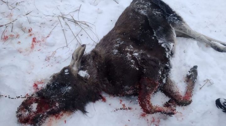 Убийцу молодой лосихи поймали по горячим следам экологи в Мензелинском районе РТ