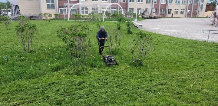 Запах свежескошенной травы в центре города