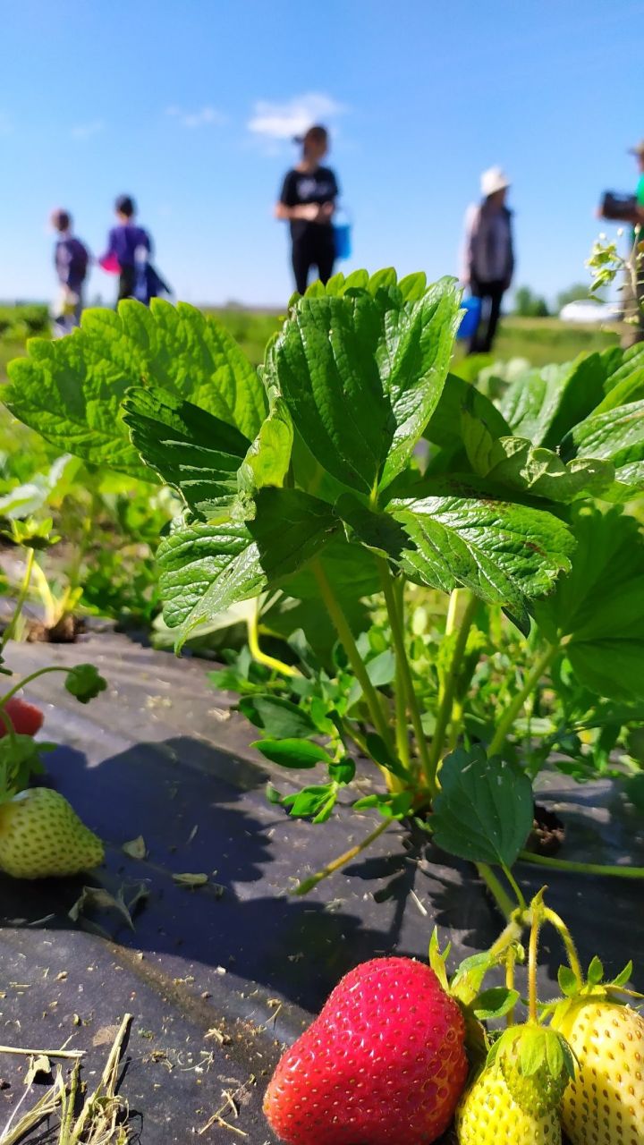 На ягодной ферме в Мензелинском районе началась горячая пора