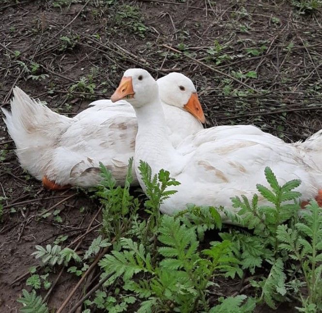 Марийские гуси в Ямаково