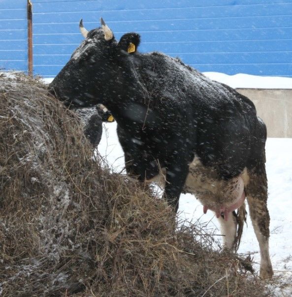 Производство молока увеличилось на 1,5 тонны