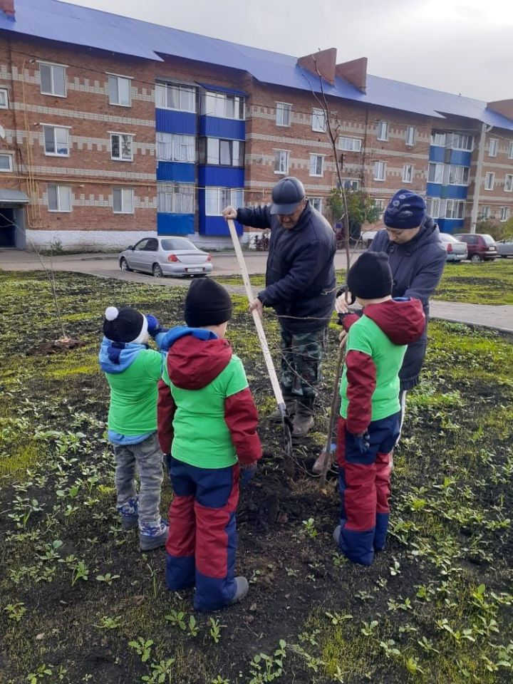 В Мензелинске посадили деревья во дворах многоквартирных домов