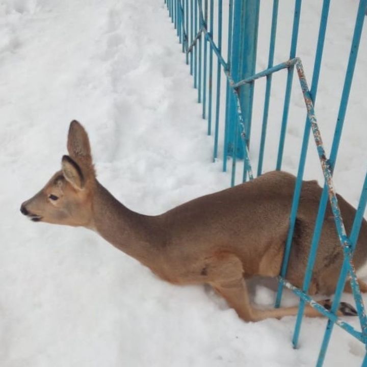 В Татарстане учащиеся школы обнаружили застрявшую в заборе косулю