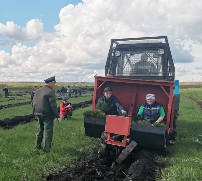 Площадь леса в Мензелинском районе увеличилась на три гектара