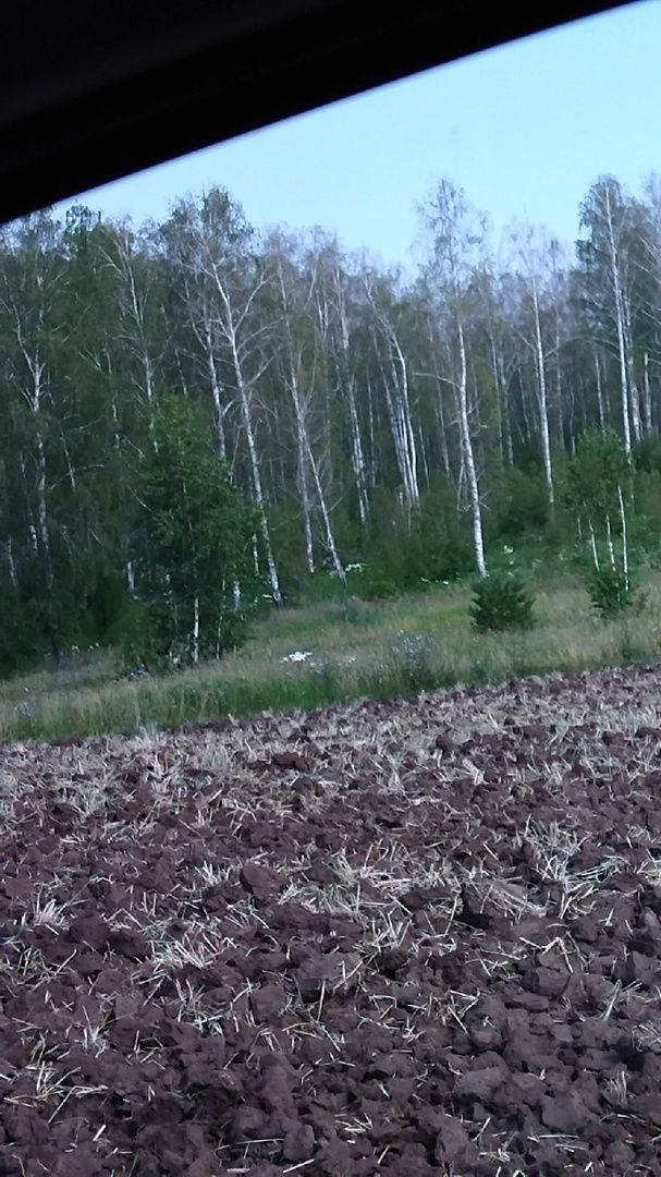 Жители Подгорного Такермена обеспокоены насекомыми-вредителями в лесу