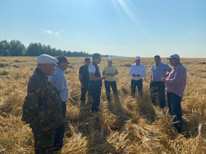 Хозяйства Мензелинского района начали жатву