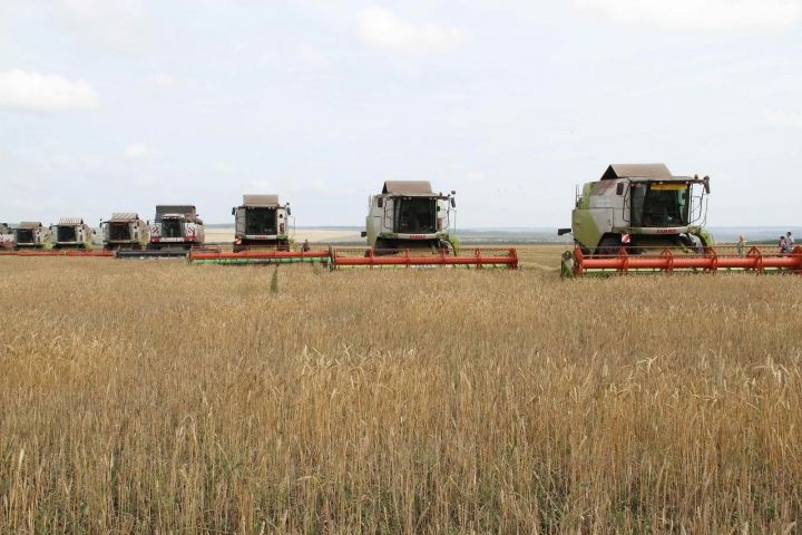 Ячмень в Мензелинском районе обмолотили на 2781 гектаре