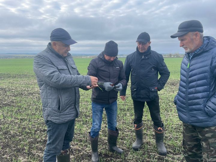 В Мензелинском районе завершен осенний сев, продолжается уборка подсолнечника и сахарной свеклы