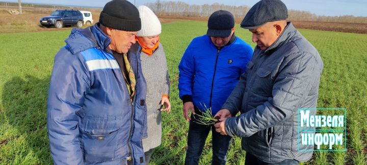 Озимые выглядят многообещающе, в Степановском комплексе завершаются монтажные работы, телки начали телиться