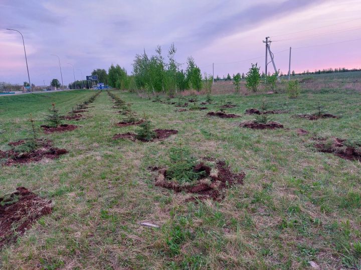 В Мензелинском районе посажено более 28 тысяч саженцев деревьев