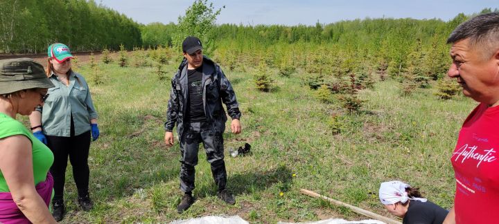 Пока другие сажают морковь и свеклу, лесники сеют семена деревьев