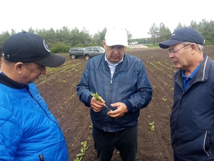 Глава Мензелинского района оценил состояние посевов