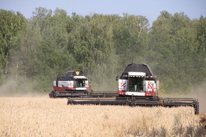 Земледельцы Мензелинского района обмолотили урожай на 895 гектарах