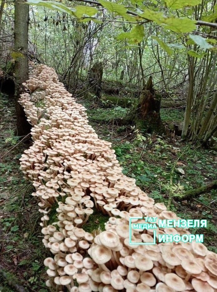 В Мензелинском лесу есть чудо-поляна