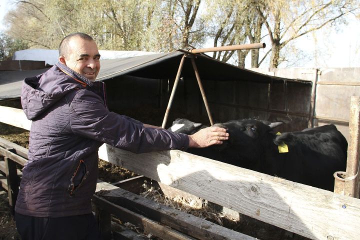 Разяп Билалов из Калмурзино в своем хозяйстве содержит 12 голов телят