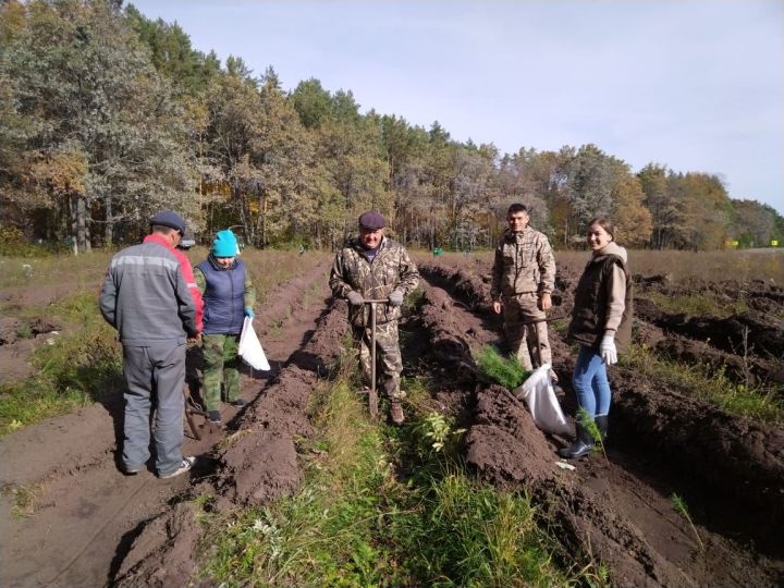 Минзәләлеләр «Урманны саклыйк» Бөтенроссия акциясенә кушылды