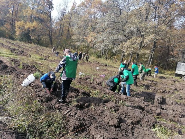 Минзәләлеләр «Урманны саклыйк» Бөтенроссия акциясенә кушылды