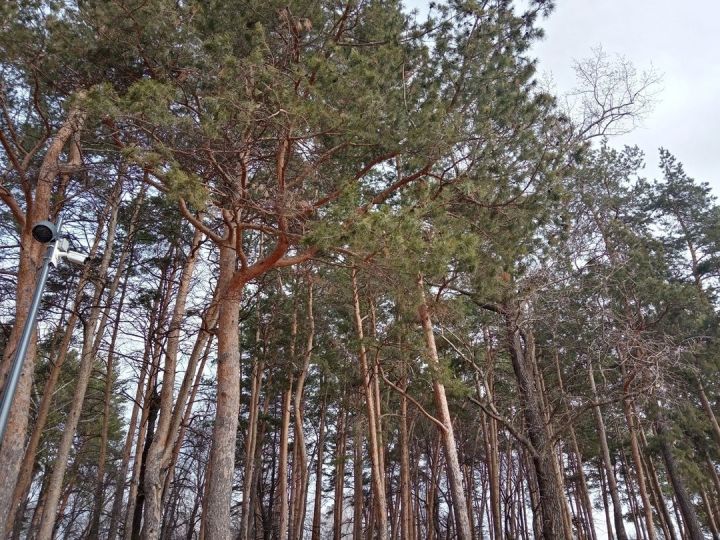 В Татарстане за сбор валежника бензопилой грозит штраф