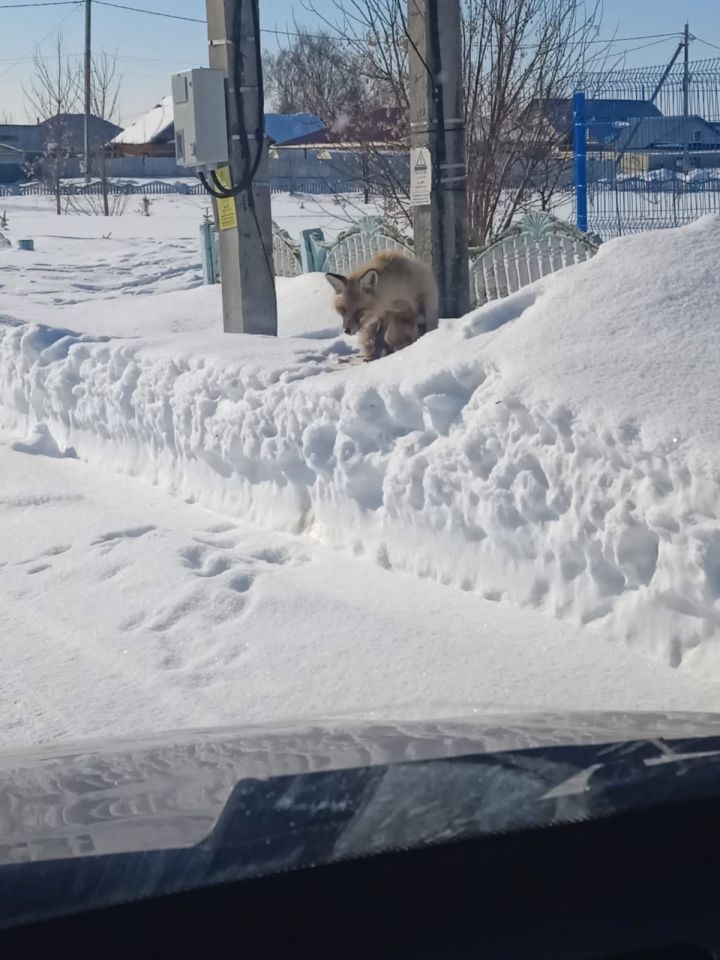 Лису, гуляющую по Мензелинску, поймали