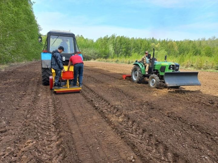 Лесники Татарстана выполнили половину годового плана по посеву семян в питомниках