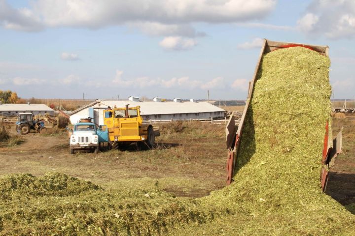 Минзәлә районында кукуруздан силос сала башладылар