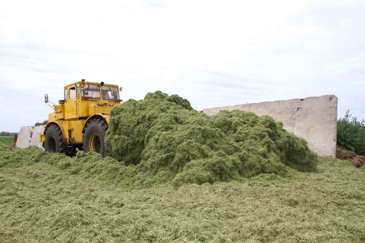 Минзәлә районында кукуруздан силос салу дәвам итә