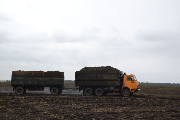 С полей Мензелинского района осталось вывезти 74305 тонн сахарной свеклы